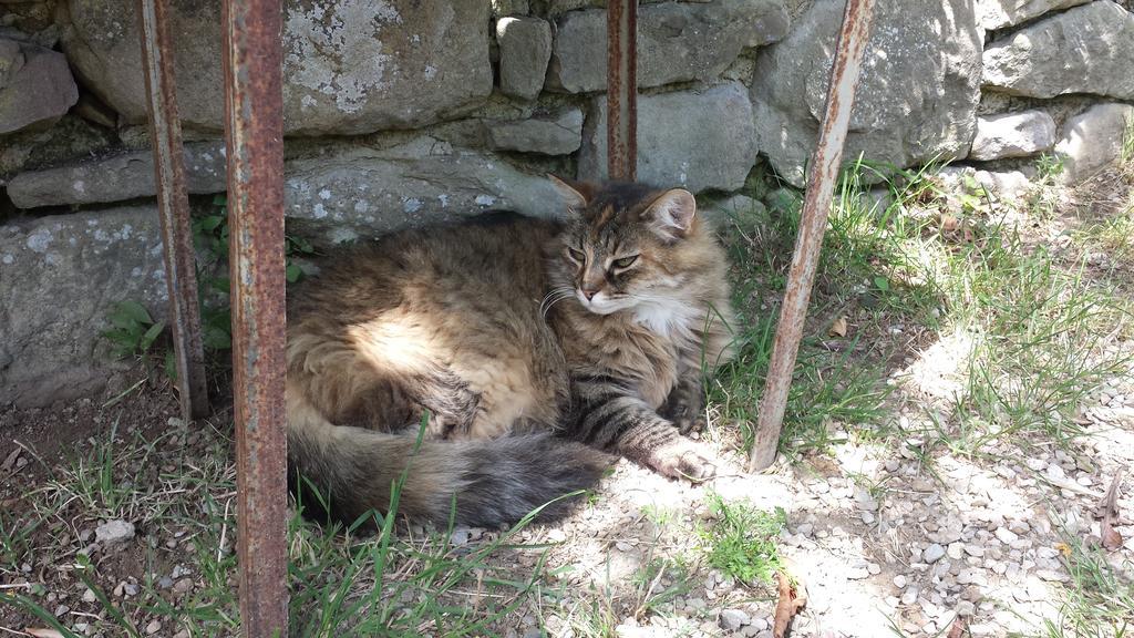 B&B Della Rosa Civitella D'Arna Εξωτερικό φωτογραφία